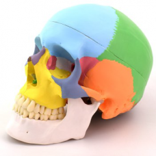 Coloured Skull, 3 parts